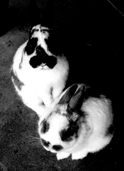 Duo portrait