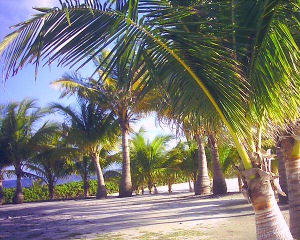 Palm Tree Paradise