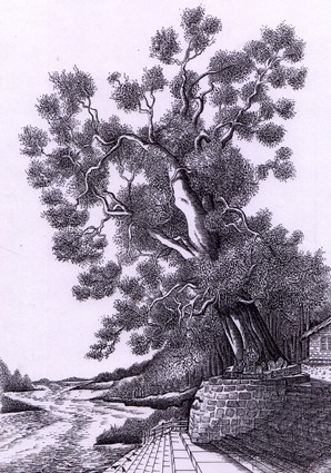 Giant Tree