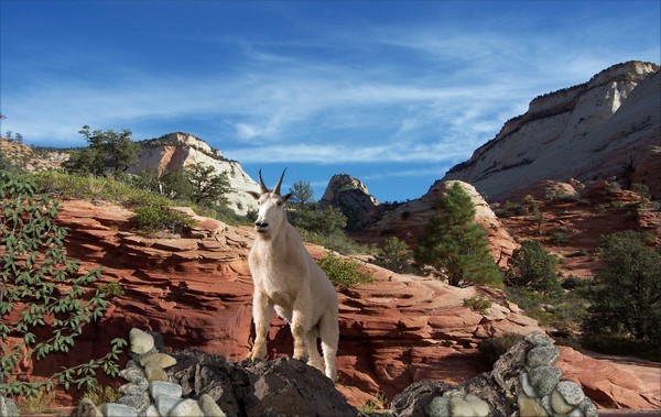 1154-Wild Goat Canyon