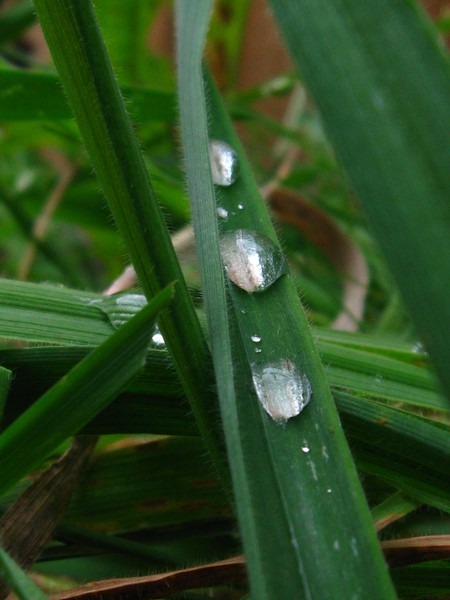droplets of life