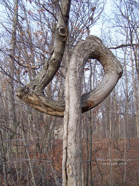 Tree with personality