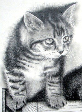 Kitten