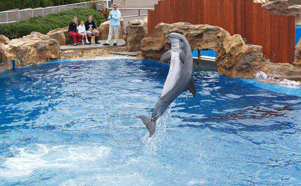 Dolphin Jump