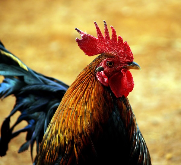 Foghorn I
