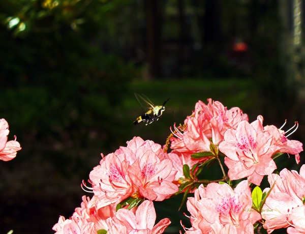 Snowberry Clearwing I
