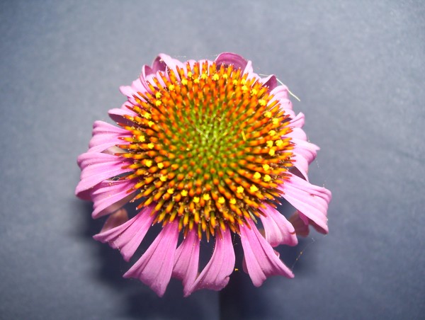 cornflower