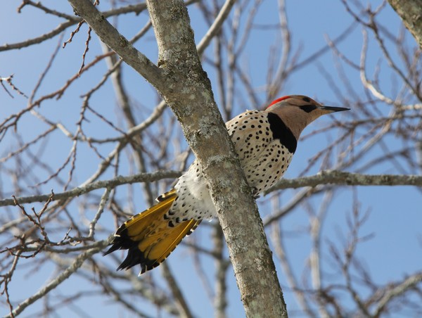 Northern Flicker