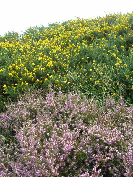 Yellow and Heather