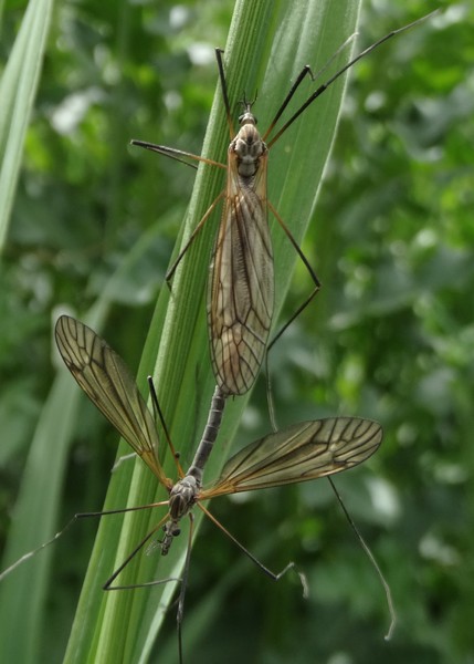 mosquitoes
