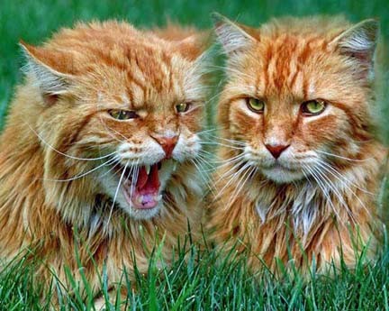 Two Faces of a Cat