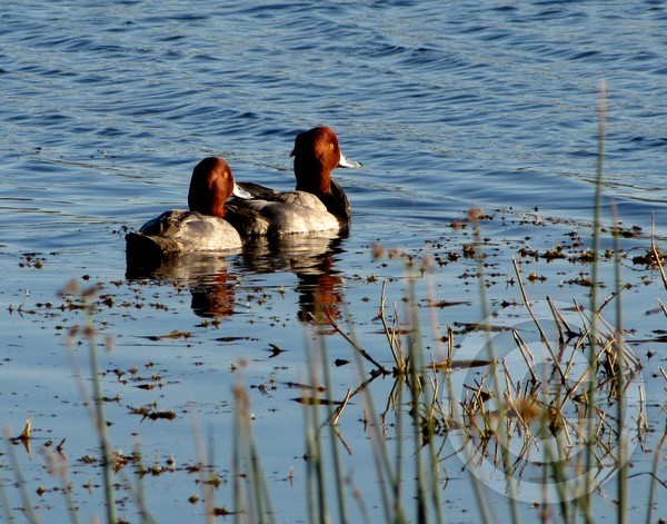 Redhead ducks