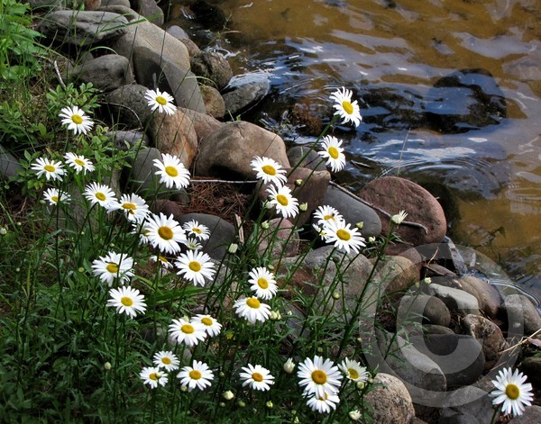 Along the shore!