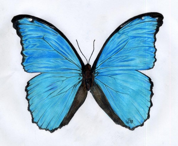 Morpho didius