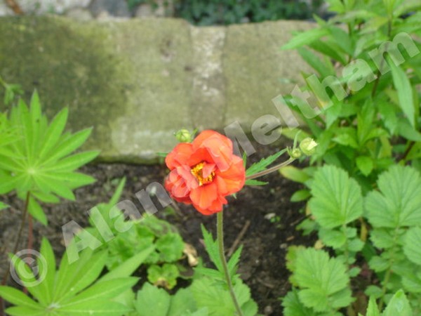 Happy little Flower