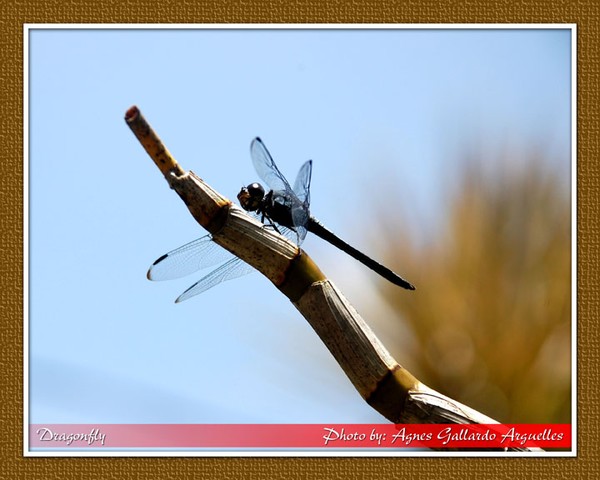 Dragonfly