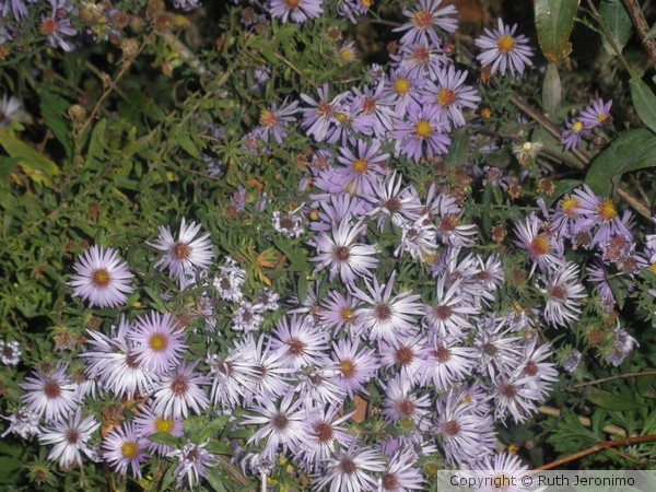 Late Fall Flowers
