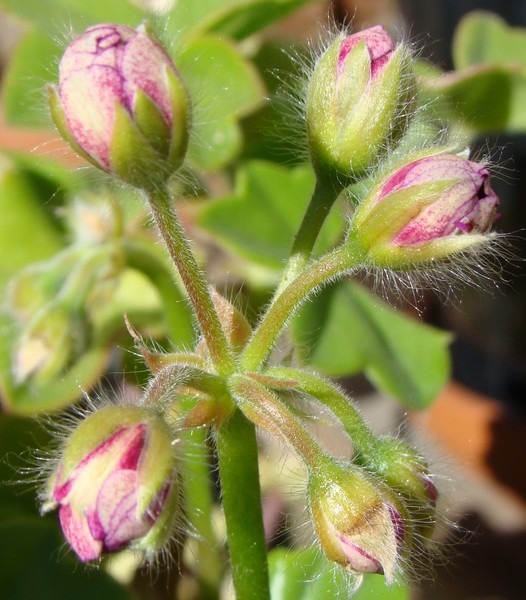 Ivy Geranium