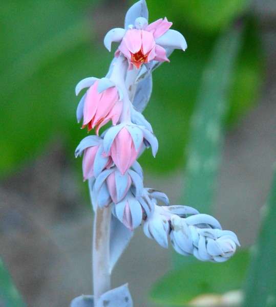 cactus flowers