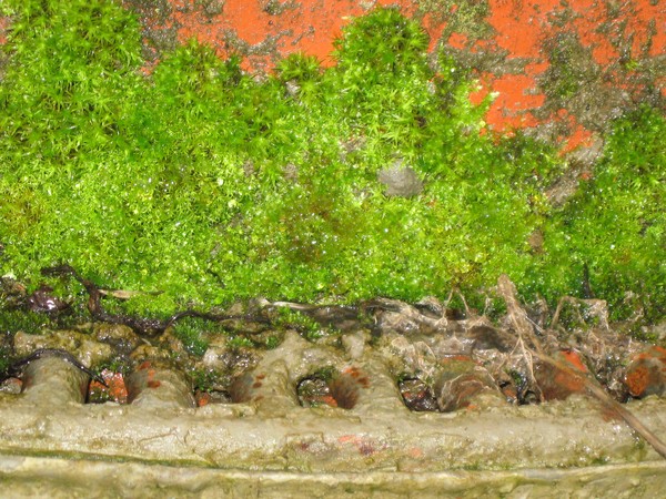 Moss on cement mixer