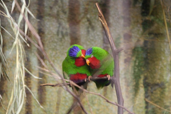 Parrot Love