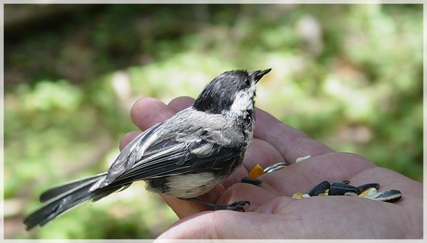 A bird in hand