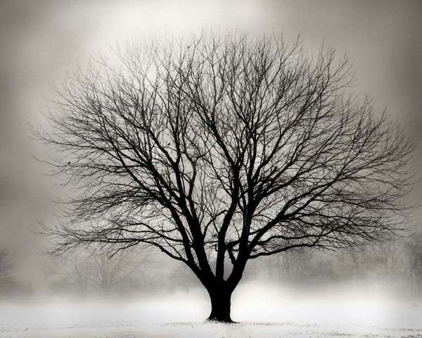 Still - Fine Art Print - Julie Kruger