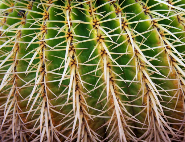 Cactus