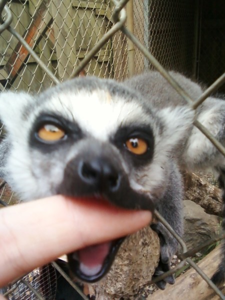 lemurr