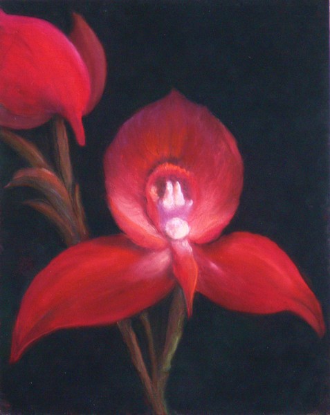 Exotic red orchid