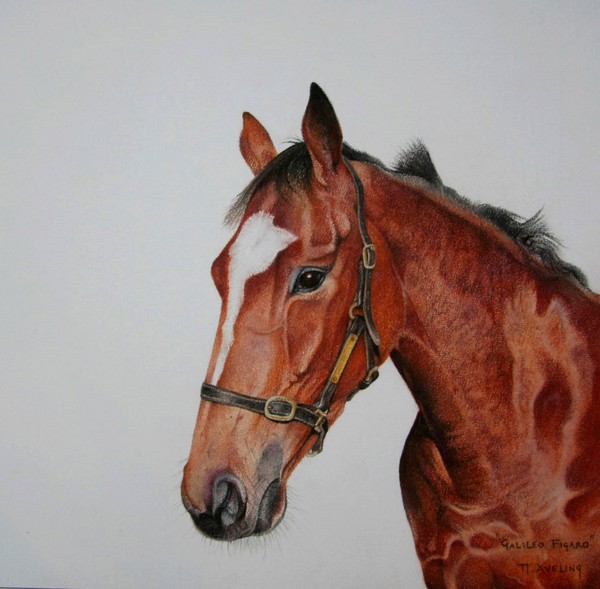 Racehorse