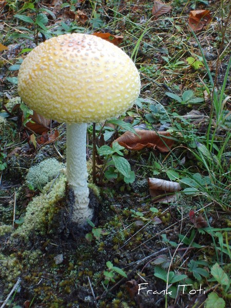 Fall Mushroom