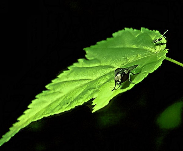 Green Friends