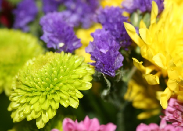 Bright Flowers