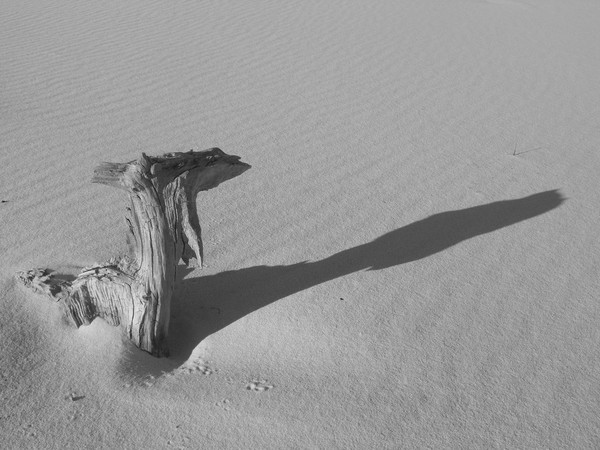 tree ( animal shape )