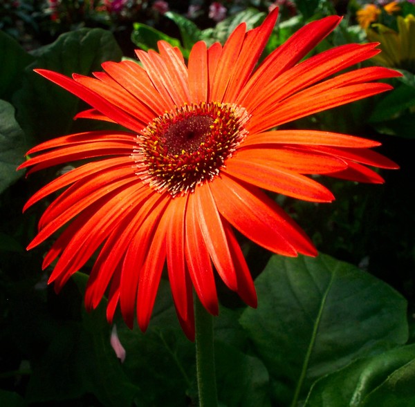 Gerber Daisy