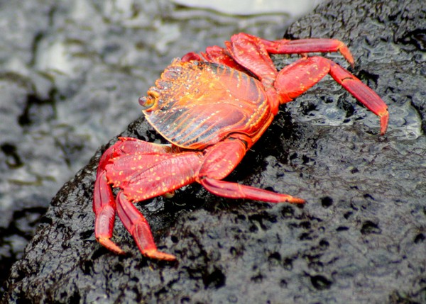 Sally Lightfoot Crab