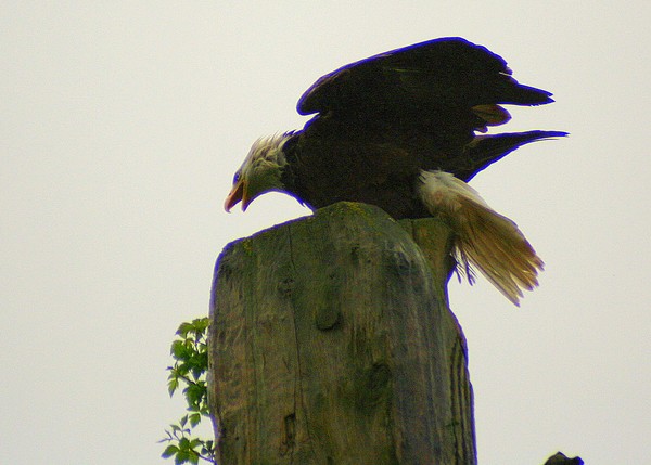 Bald Eagle Ready for Take-off