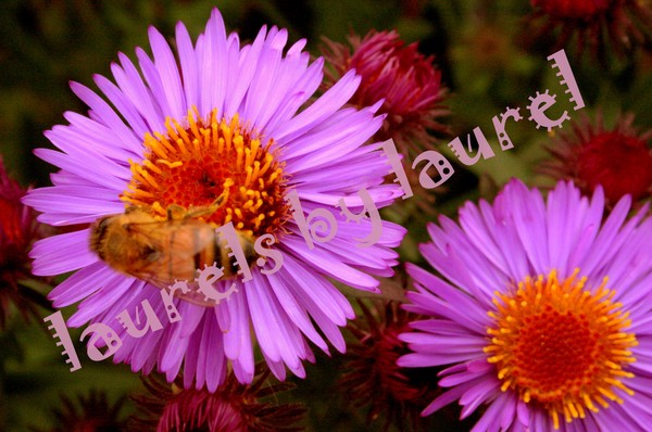The Honeybee and the Aster