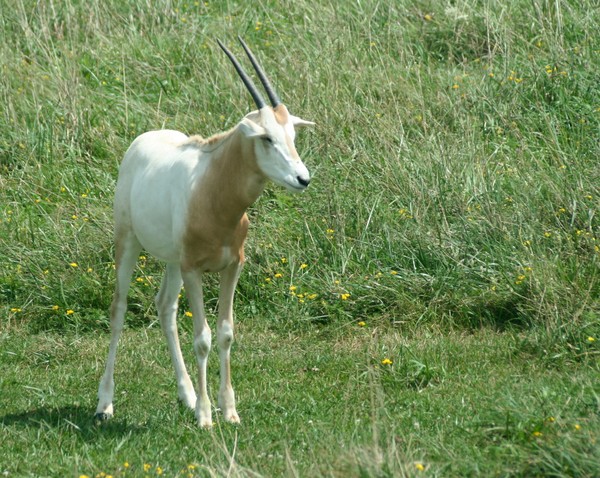 Young Scimitar-horned Oryx