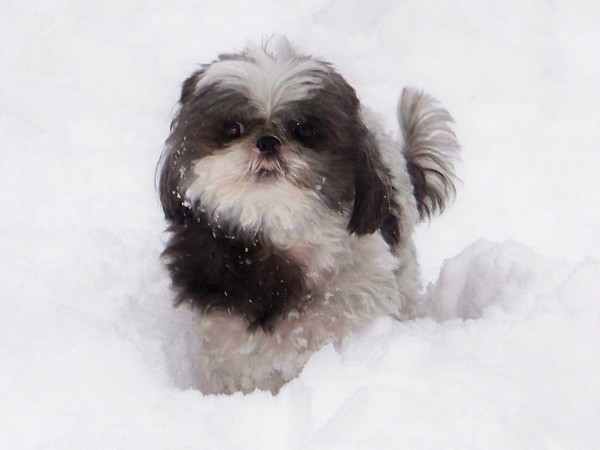 GIZMO