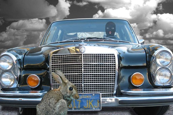 Rabit in the Headlights