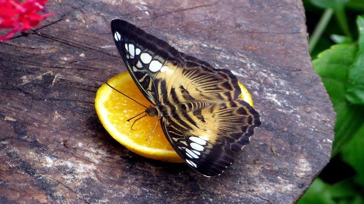 Butterfly 004 1366x768