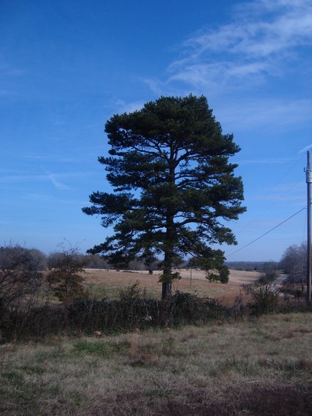 pine