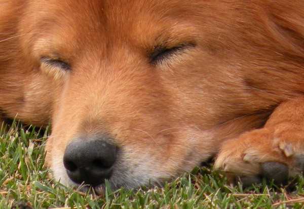 Don't Bother Me, I'm Working...ZZZZZZ