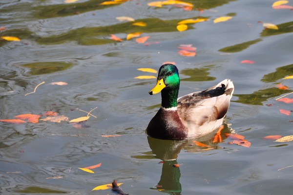 Duck