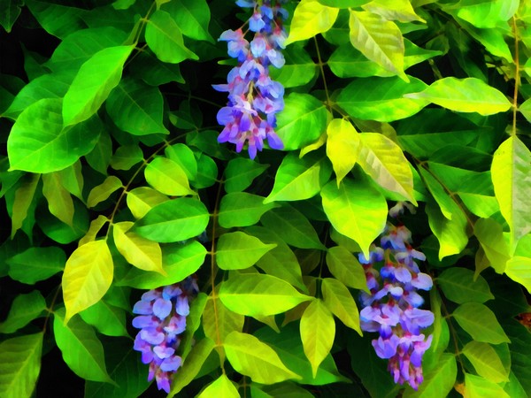 Wisteria Trio