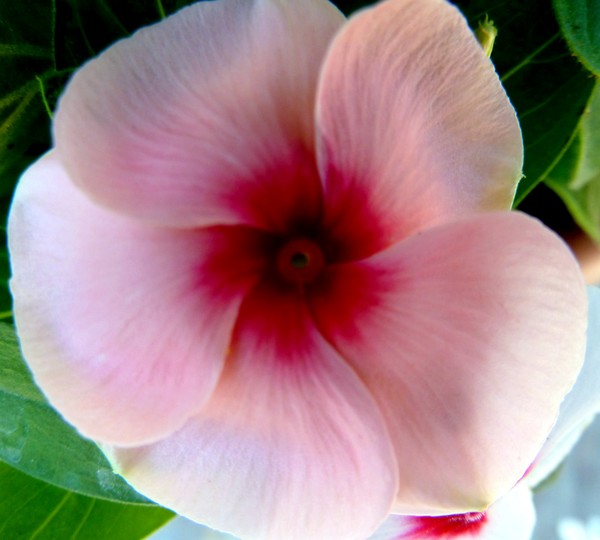 Silk Swirls