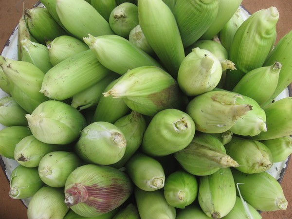 FRESH CORN