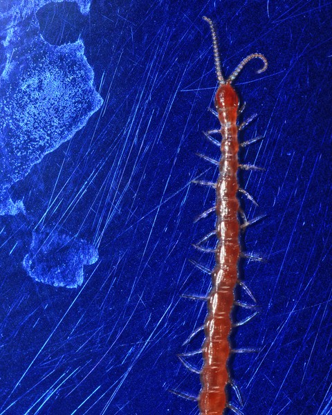 110423-Millipede